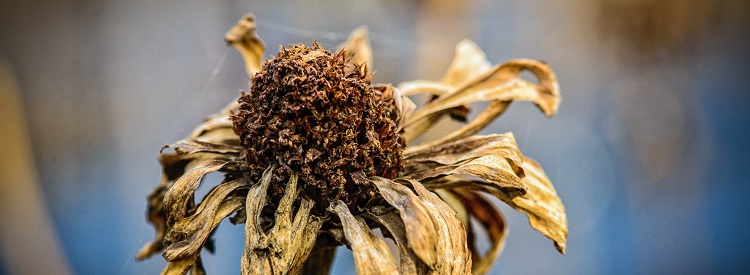La photo d'une fleur fanée